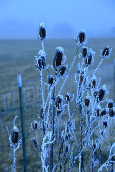 DSC_0967 (Large).JPG